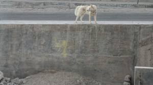 16438743525_f9699b5f23_b