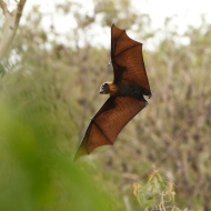 stock-photo-15325481-magnificent-bat