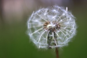dandelion-20130602-07