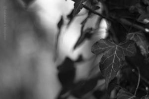 parc-menai-20150318-03