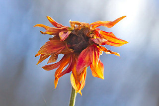 23386764495_05ddc19d5b_n