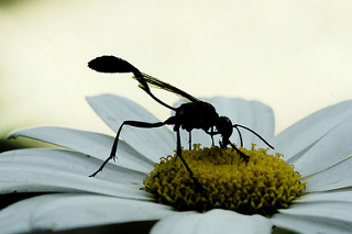 24506831562_e3fdd04b17_n