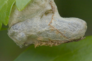 17333874992_f35e43c4b1_n