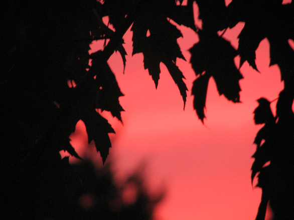 don-t-leaf-me-in-the-dark-1556422