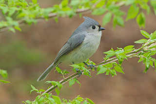 26070606094_8749e9cb40_n