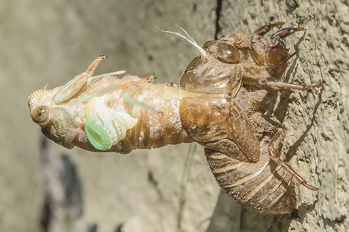 36811132031_b0ef3c9c14