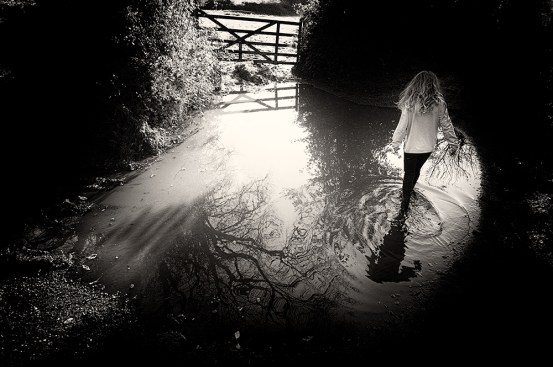 wren-in-puddle-with-gate